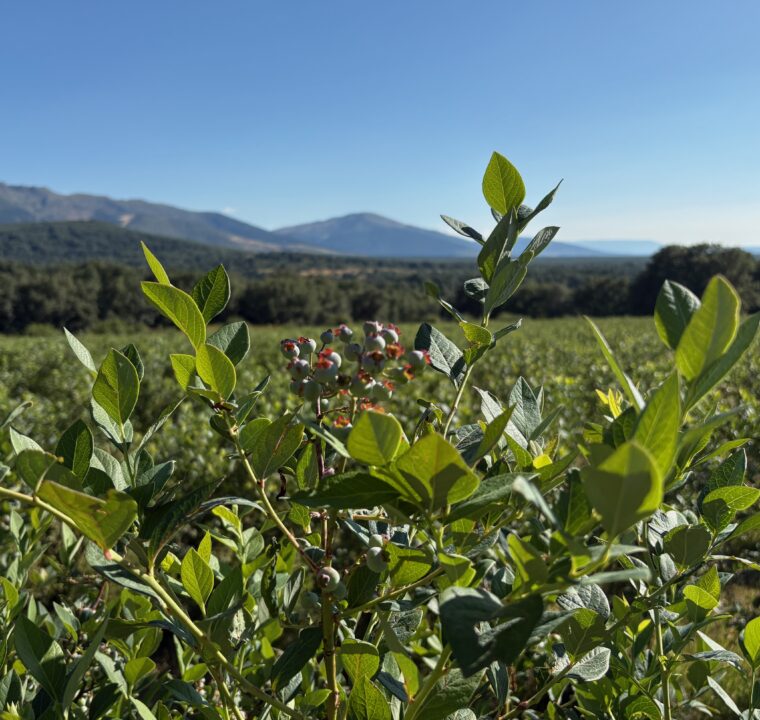 pico del lobo segovia arandanos - Frutería online - Comprar Fruta y verdura a domicilio 🏠