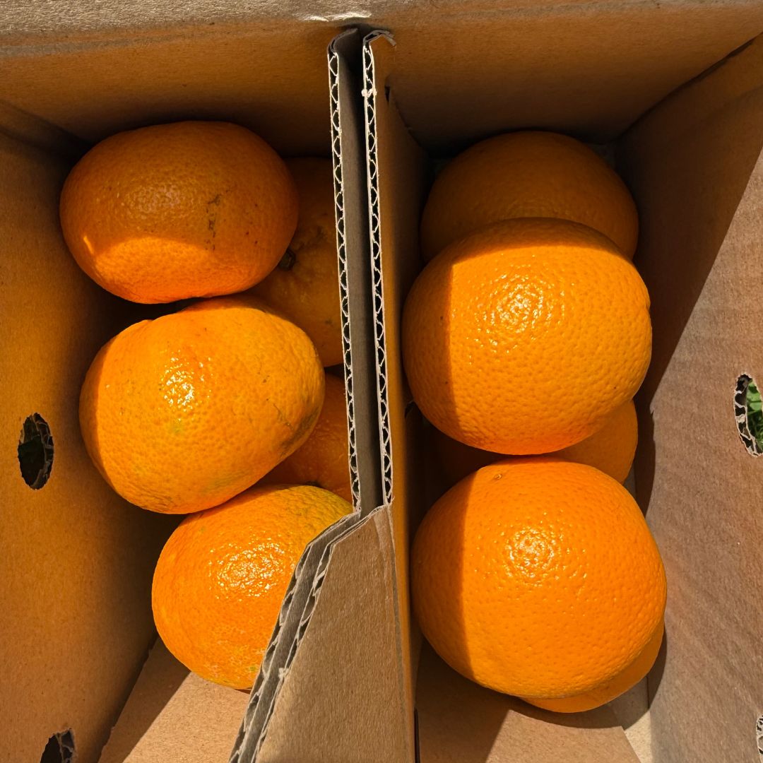 mandarina, mandarinas, comprar mandarinas online, mandarinas a domicilio, mandarinas frescas, mandarinas de temporada, fruta cítrica, fruta de invierno, mandarinas naturales, mandarinas españolas
