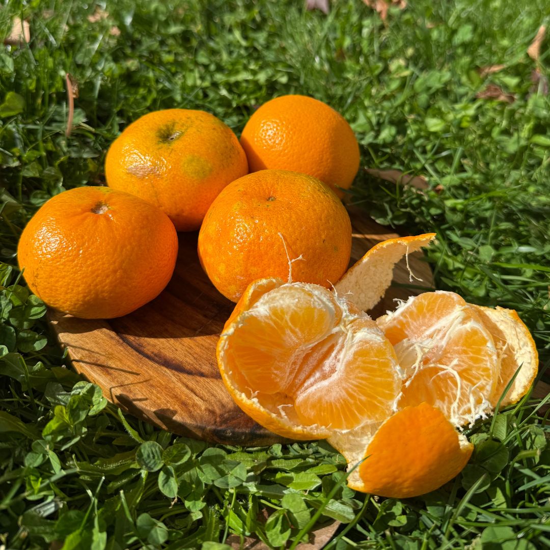 mandarina, mandarinas, comprar mandarinas online, mandarinas a domicilio, mandarinas frescas, mandarinas de temporada, fruta cítrica, fruta de invierno, mandarinas naturales, mandarinas españolas