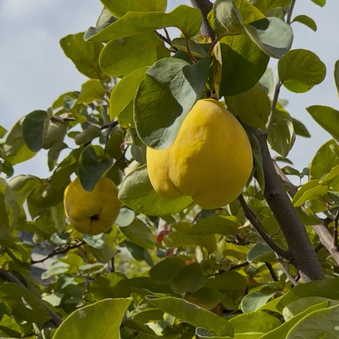 membrillo, comprar membrillo online, membrillo natural, membrillo fresco, membrillo de temporada, membrillo a domicilio, fruta de otoño, fruta natural online, membrillo español, fruta tradicional, membrillo fresco directo del agricultor, comprar membrillo de temporada online