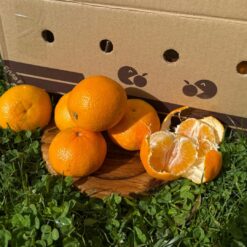 mandarina, mandarinas, comprar mandarinas online, mandarinas a domicilio, mandarinas frescas, mandarinas de temporada, fruta cítrica, fruta de invierno, mandarinas naturales, mandarinas españolas