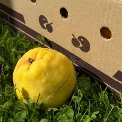 membrillo, comprar membrillo online, membrillo natural, membrillo fresco, membrillo de temporada, membrillo a domicilio, fruta de otoño, fruta natural online, membrillo español, fruta tradicional, membrillo fresco directo del agricultor, comprar membrillo de temporada online