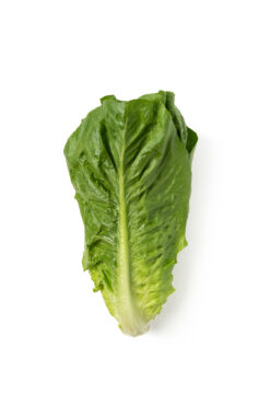 lechuga comefruta