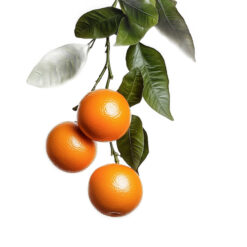 mandarinas del campo