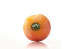 Ciruela Rose de Alta Montaña de Aragón