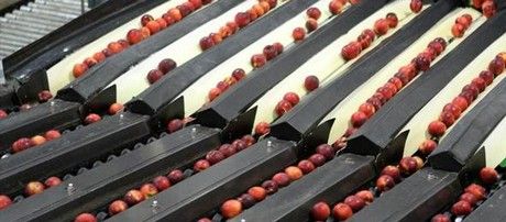 clasificadora fruta - Fruta y verdura de destrío o fea