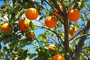 Comprar online naranjas de Valencia