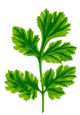 cilantro propiedades 
