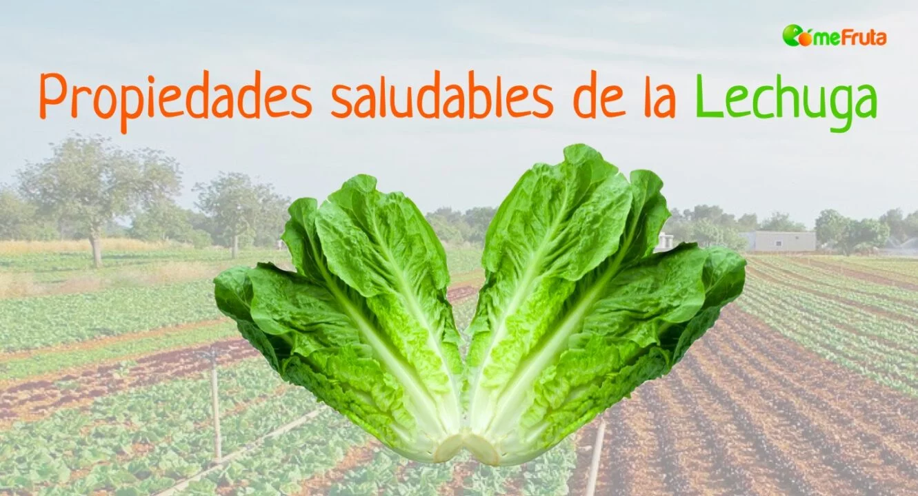 beneficios propiedades de la lechuga