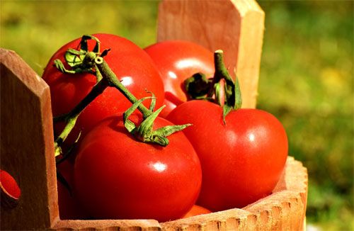 temporada de tomates