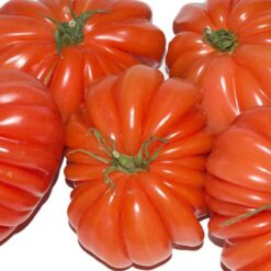 tomate corazon de buey 1 - Tomate Corazón de buey