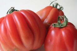 tomate corazon de buey
