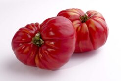 tomate rosado - Mix de tomates