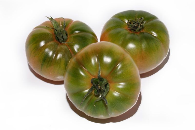variedades de tomates con sabor: tigre