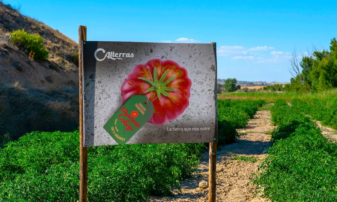 Cultivo de tomate Moruno Calizo en CALTerras (Cuenca)